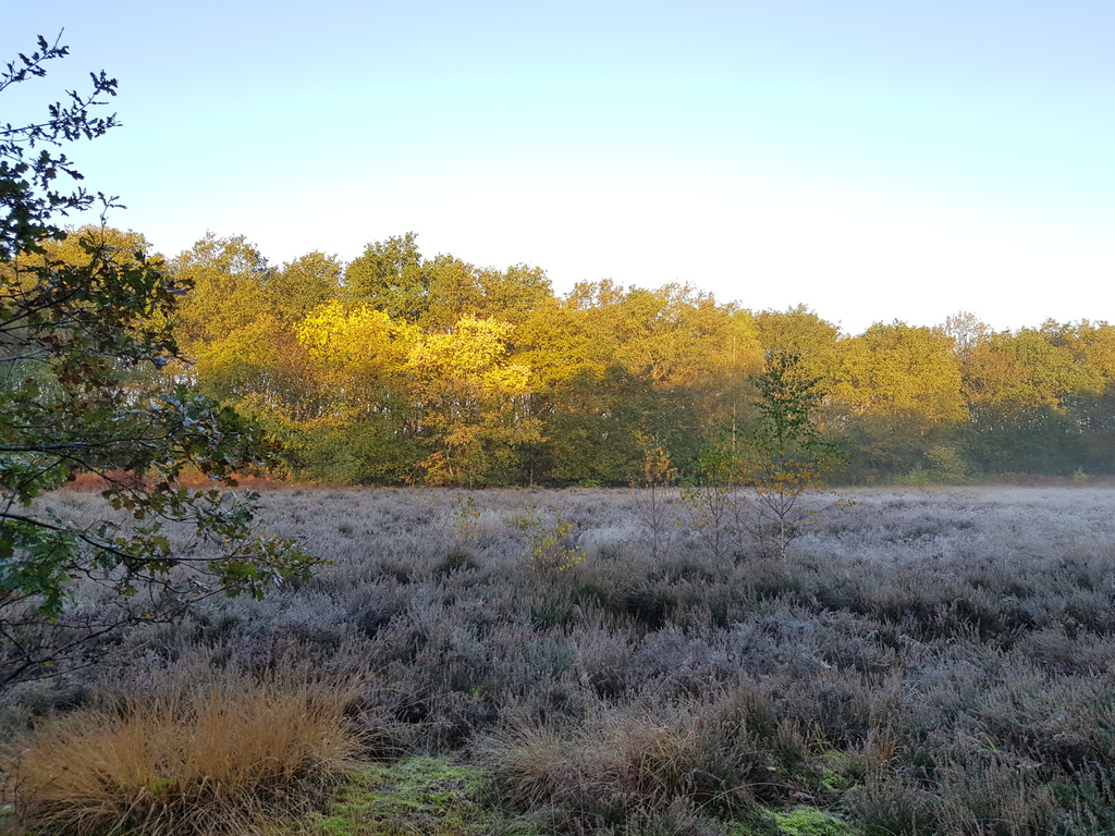 6-persoons-chalet-comfort-op-park-de-tien-heugten