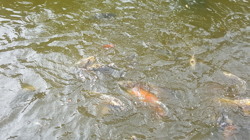 Chalet aan het water op Bospark in Doornspijk