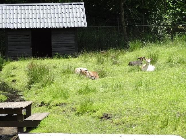 heerlijk-5-persoons-chalet-op-park-in-uddel