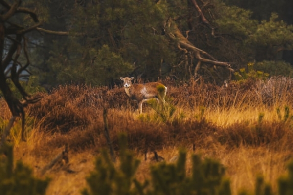 hoge-veluwe