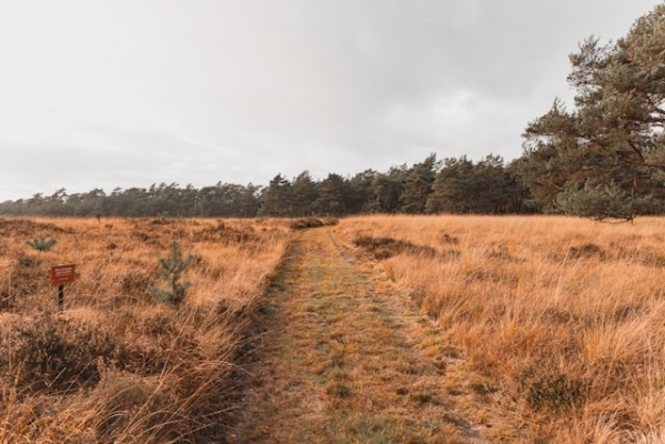 veluwe-natuur-vakantiegids-s