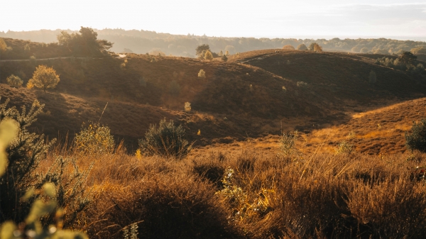 veluwe-natuur