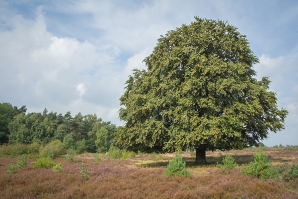 waarom-veluwe-weekend-perfect